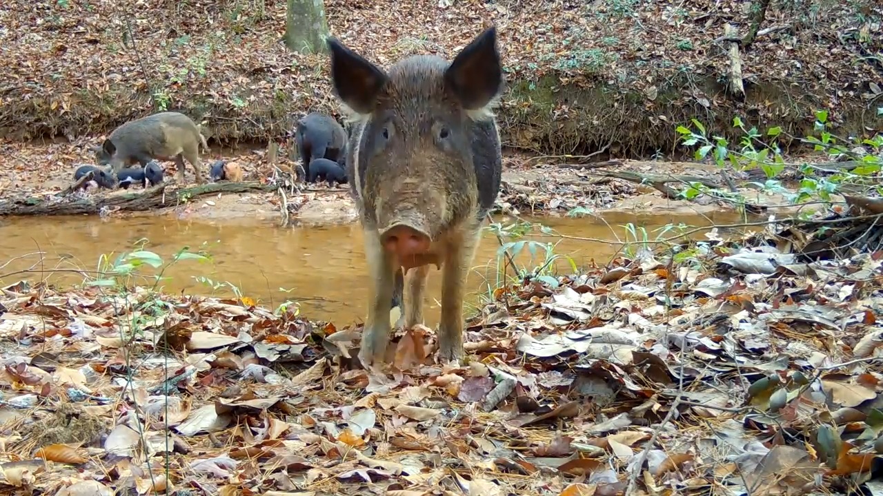 Trail cameras capture the untamed life of wild pigs as they roam ...