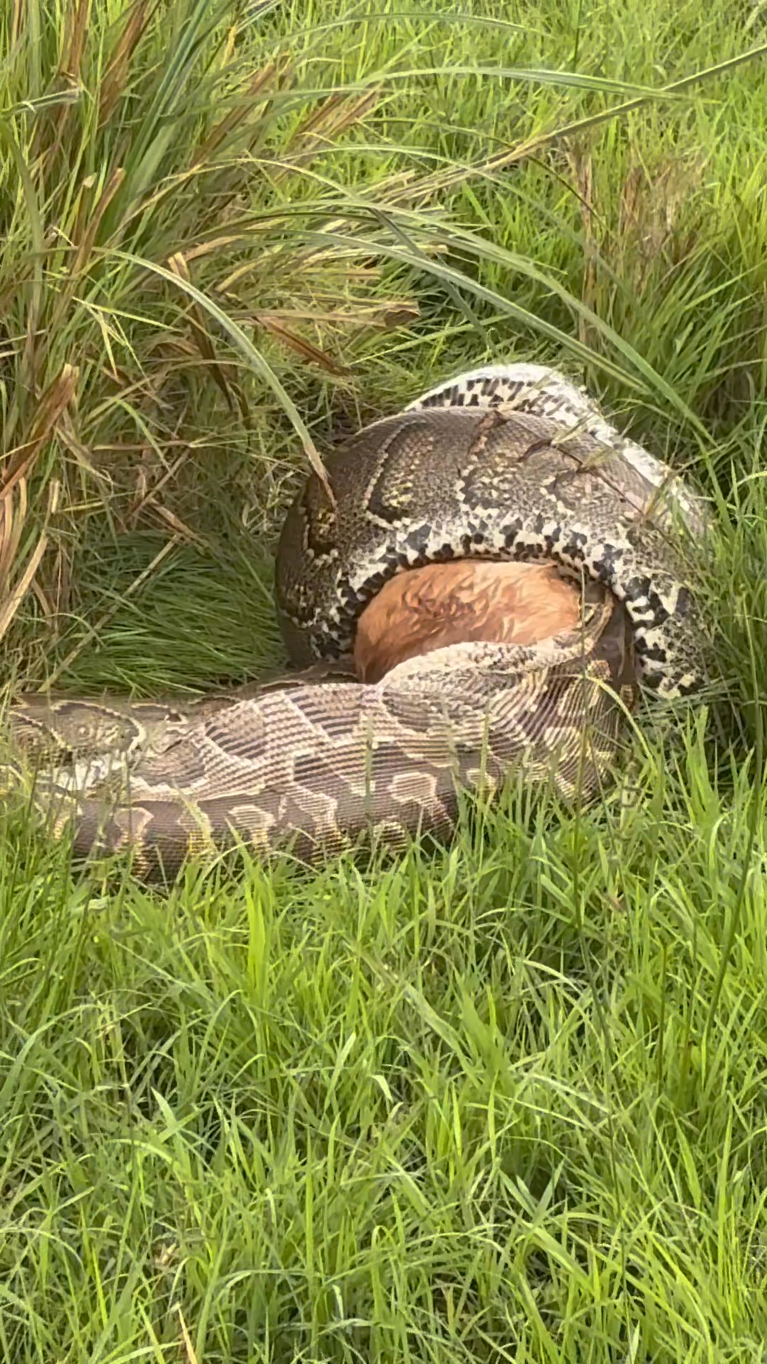 African Rock python constricting and Swallowing a thomson gazelle at ...