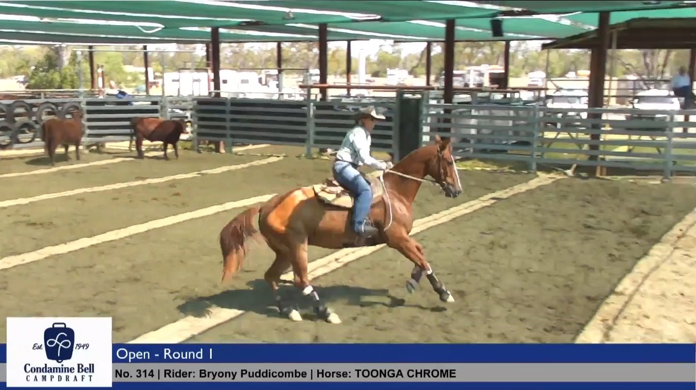 The Condamine Bell Campdraft saw Mewburn Bewick & 3 of his progeny ...