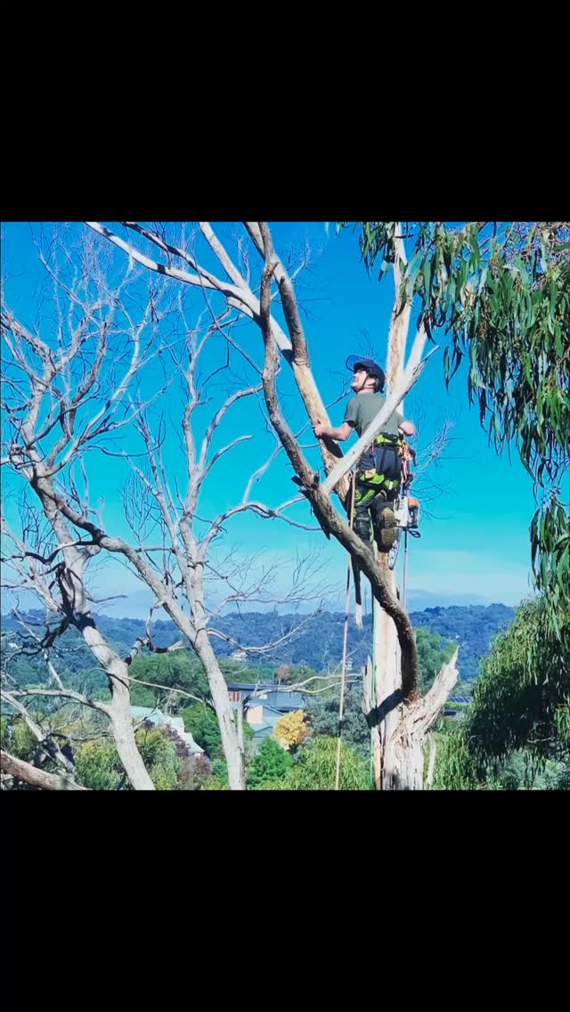 Arborbarber Tree Works | Melbourne VIC