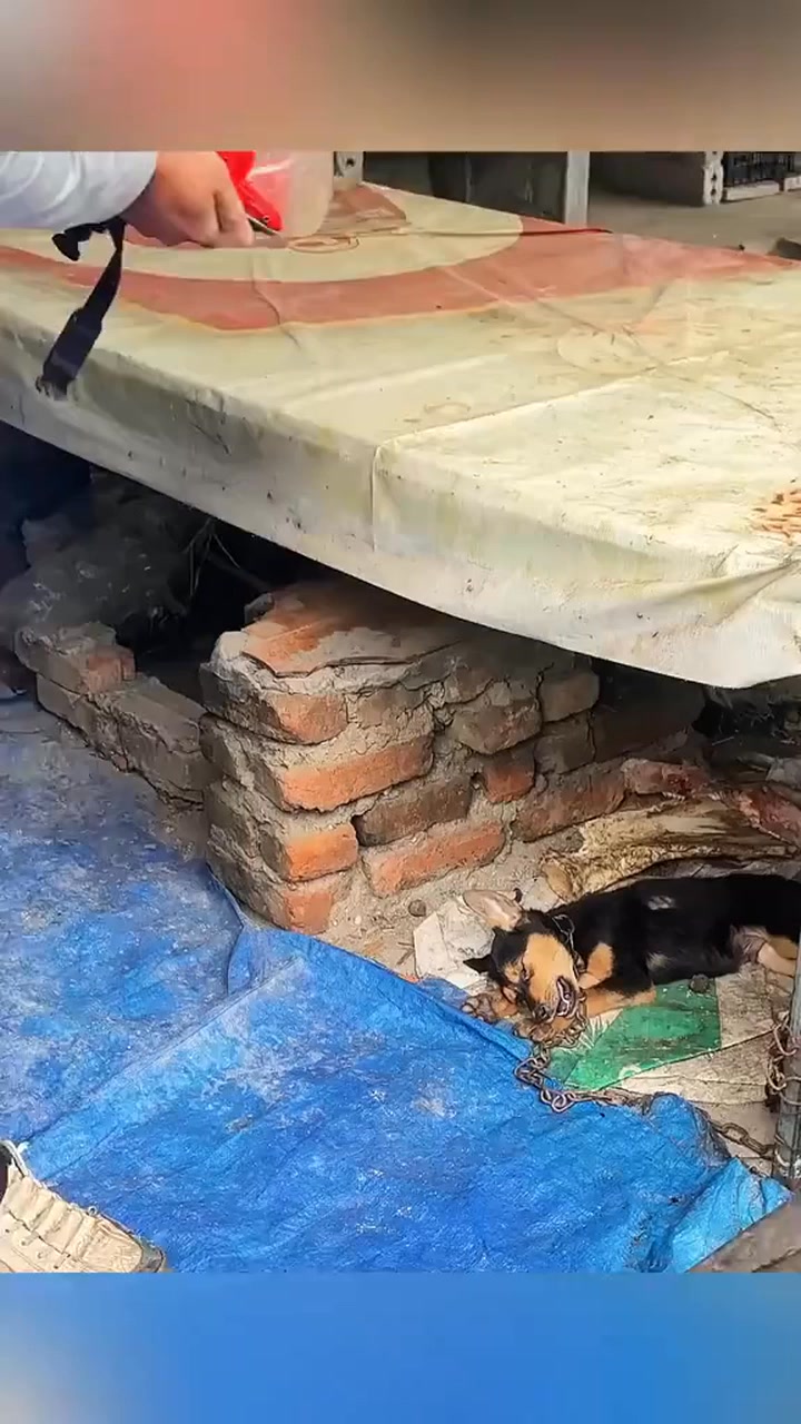 Rescued poor dog #rescueanimals #rescuedogs #dog #reelsvideoシ ...