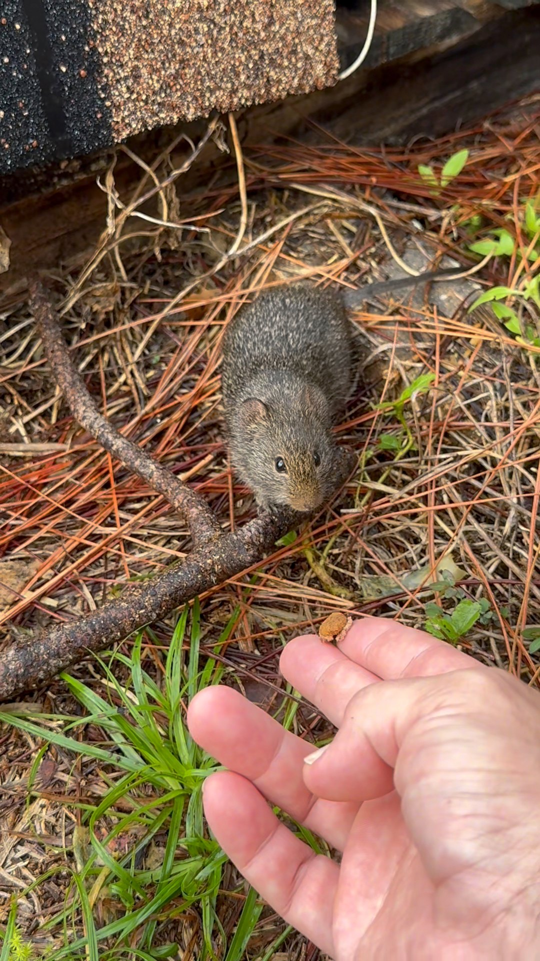 The kissing mouse, short but sweet | The Mouse family that live by