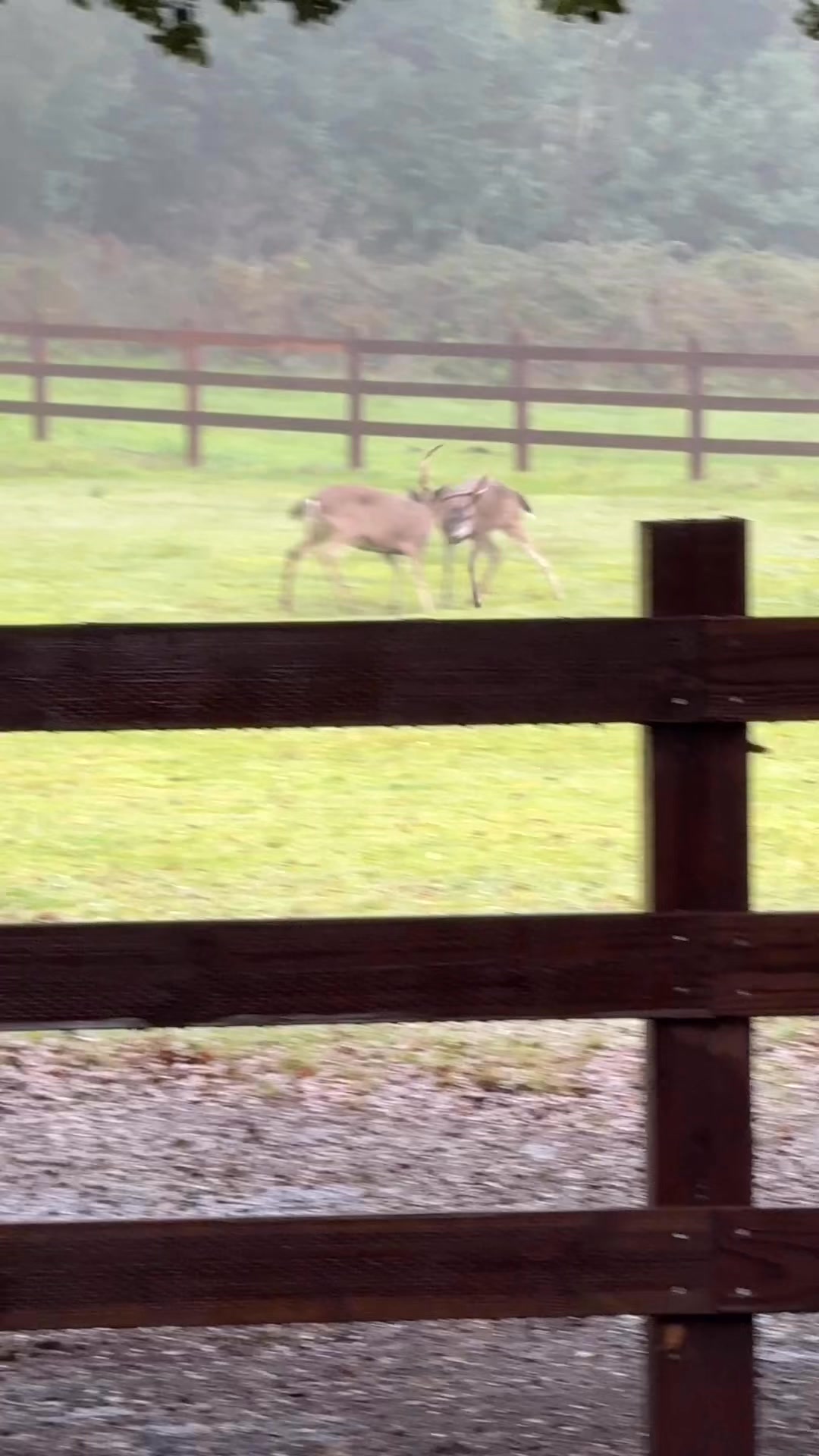 Good morning from the ranch! | Friends of the Pt. Reyes Morgan Horse ...