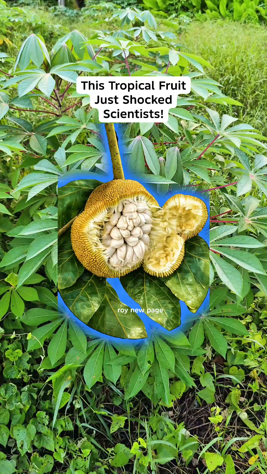 Marangasm!!!!!! Marang very well could be my very fruit!!!!