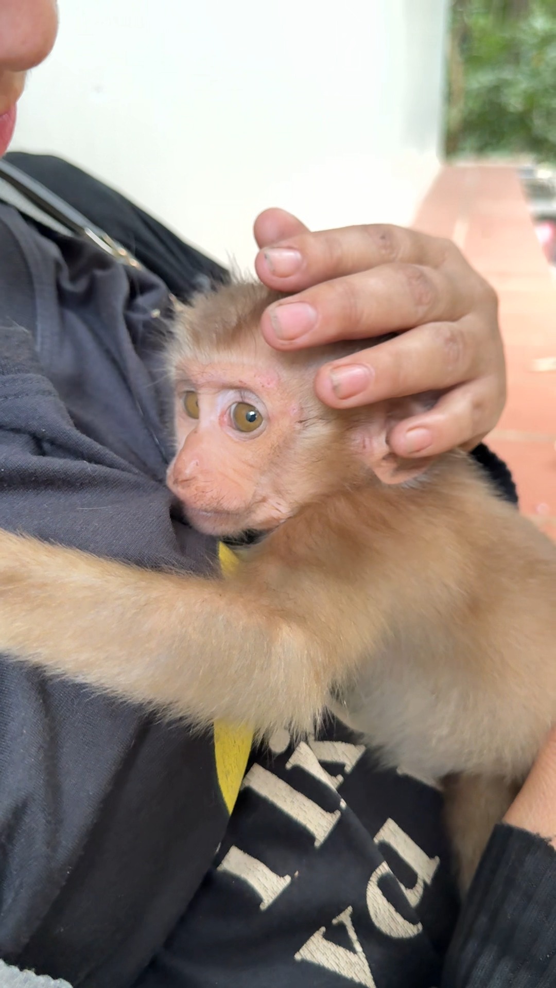 New tiny monkeys need mom KT comfort and pay attention after owner ...