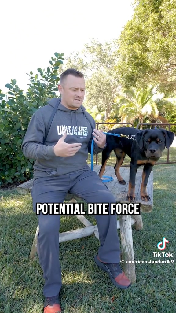 Fox River Rottweilers 