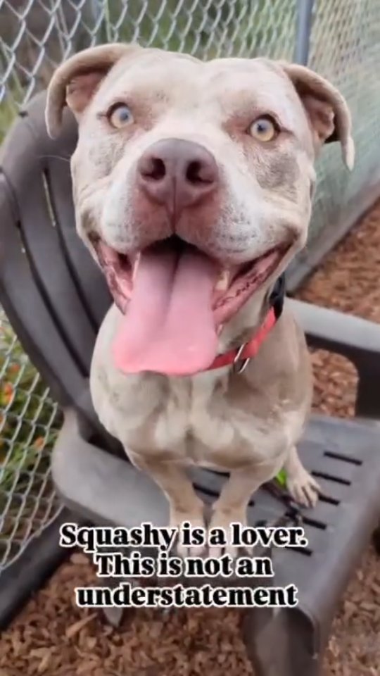 Come meet adorable and playful squashy!!!! She is 2 years old and 62lbs ...