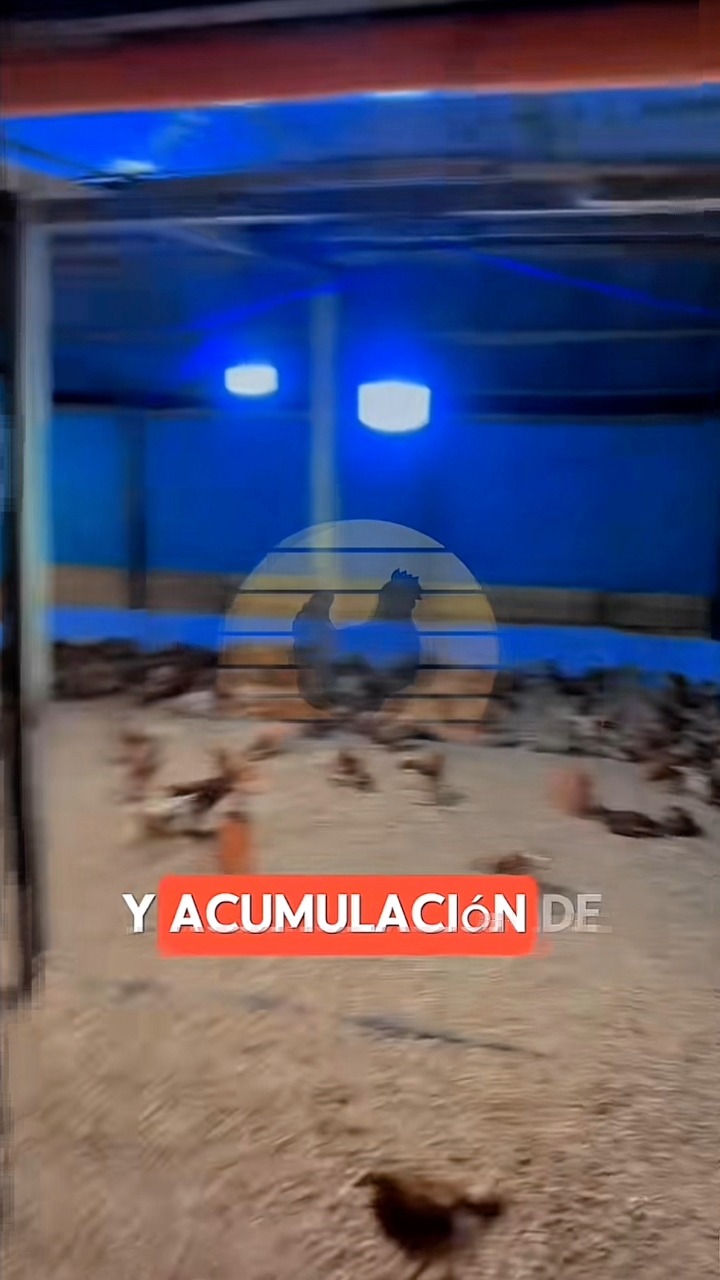 Por esta razón debes revolcar la cama de tu galpón 🤫🐔 # ...