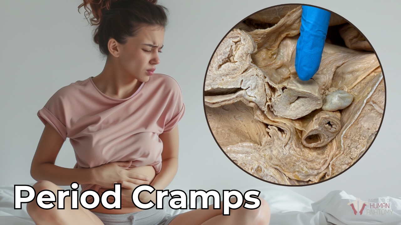 Why Period Cramps HURT So Much: The Science Finally Explained! 😣🔬 Ever ...