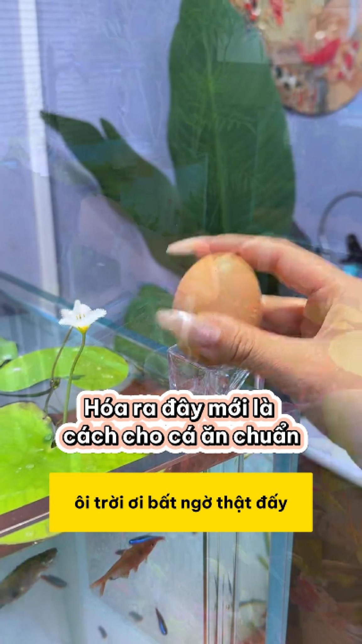 Hóa ra đây mới là cách cho cá ăn chuẩn dân thủy sinh #methuysinh # ...