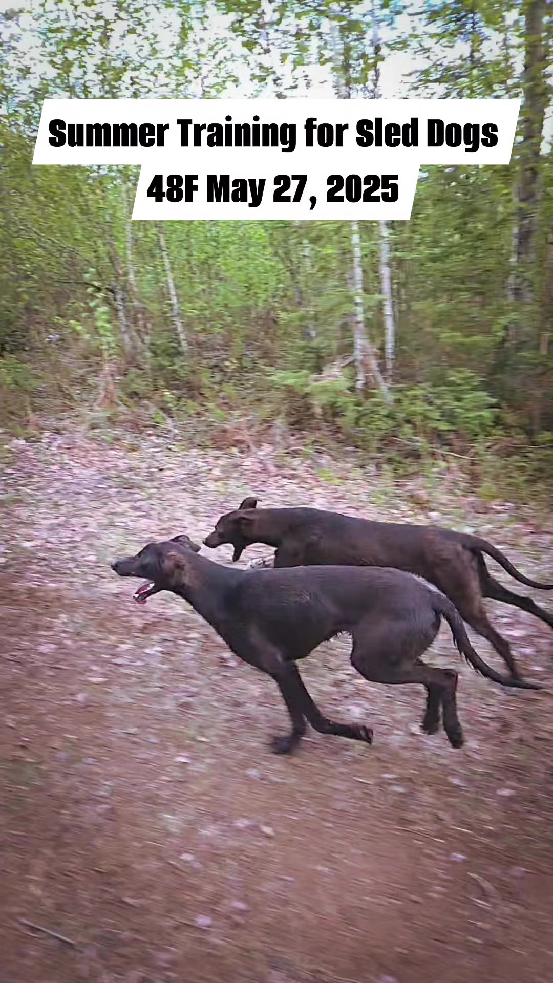 Sprint Racing Alaskan Huskies are the greatest athletes on the planet ...