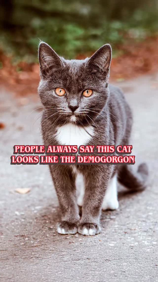 What do you think? ❤️ Whenever I post this cat people say it