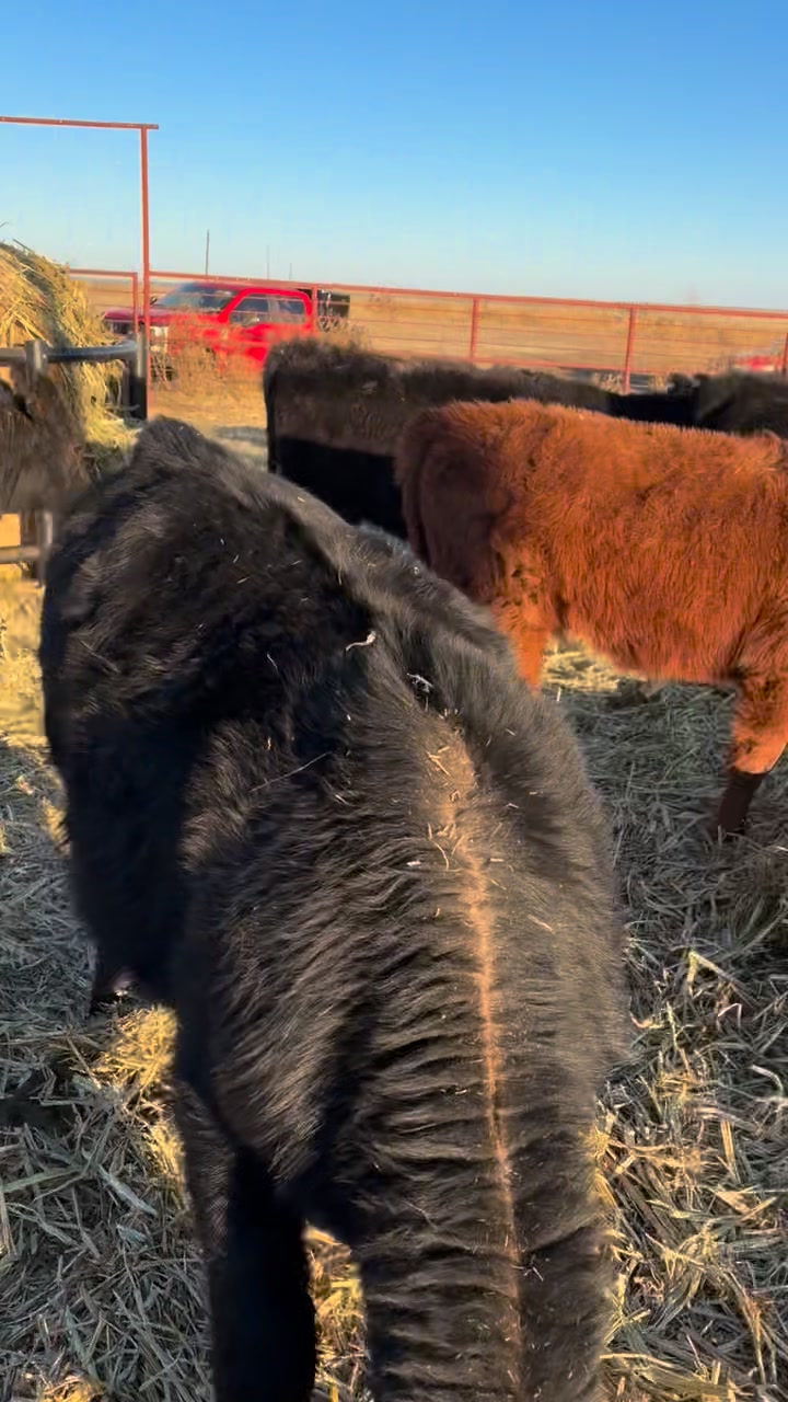 Selling Thursday, Jan. 22 at Woodward! 77 home raised heifers, 100 ...