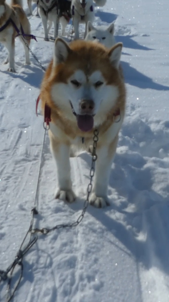 Alaskan malamutes loving life😍 A closer look at our team🙂 | Joe ...