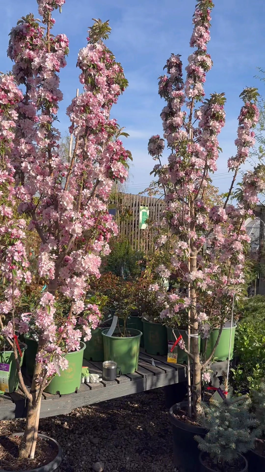 Behold! One of the prettiest crabapples you will ever see! (Well, at ...