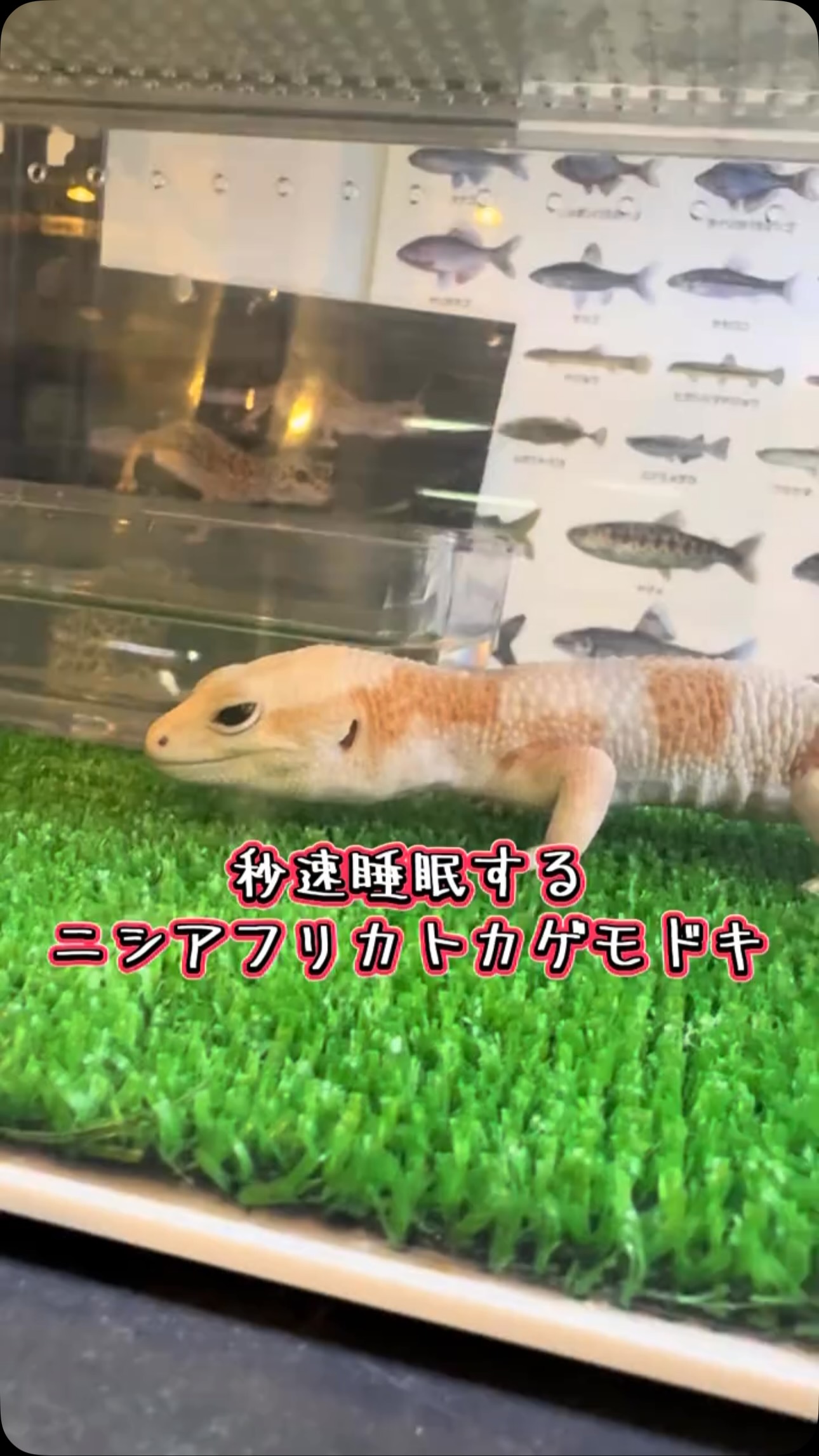 AQUA FISH | Gamo-gun Shiga