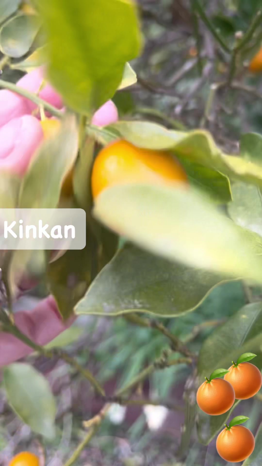 Kinkan citrus fruits in Japan