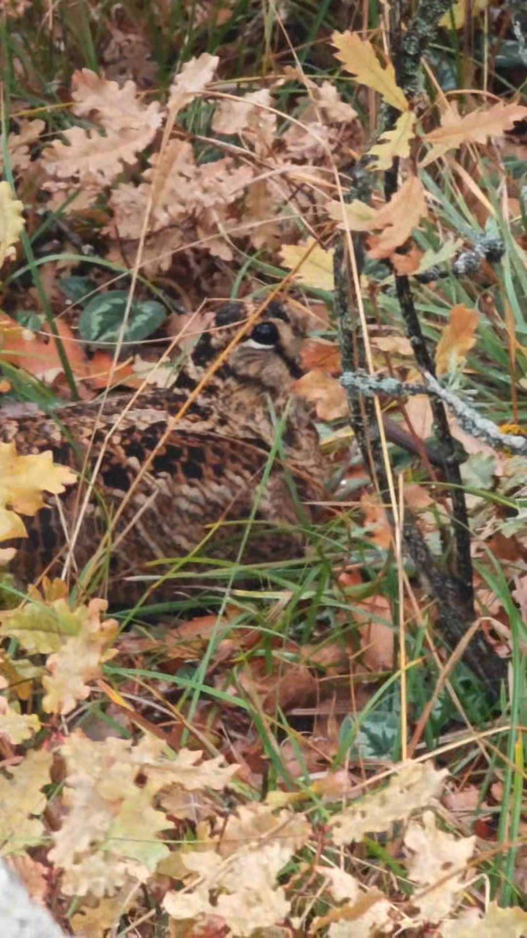 #woodcock #Caccia #beccaccia #woodcockhunting #culluk #cullukavı 🍂 ...