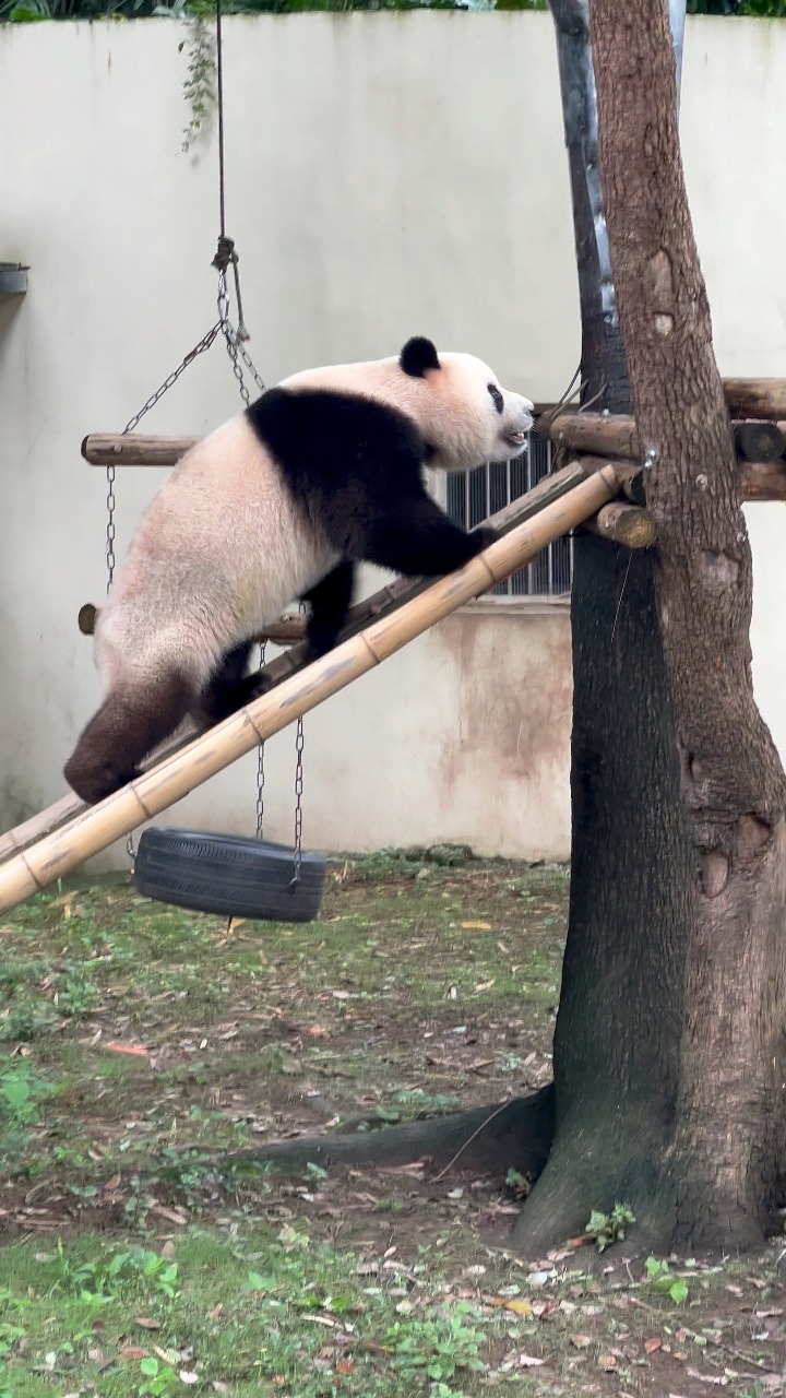 A giant panda living in Changzhou, east China's Jiangsu, loves