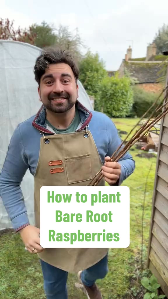 Raspberry Canes are super easy to plant and can are easy to be ...