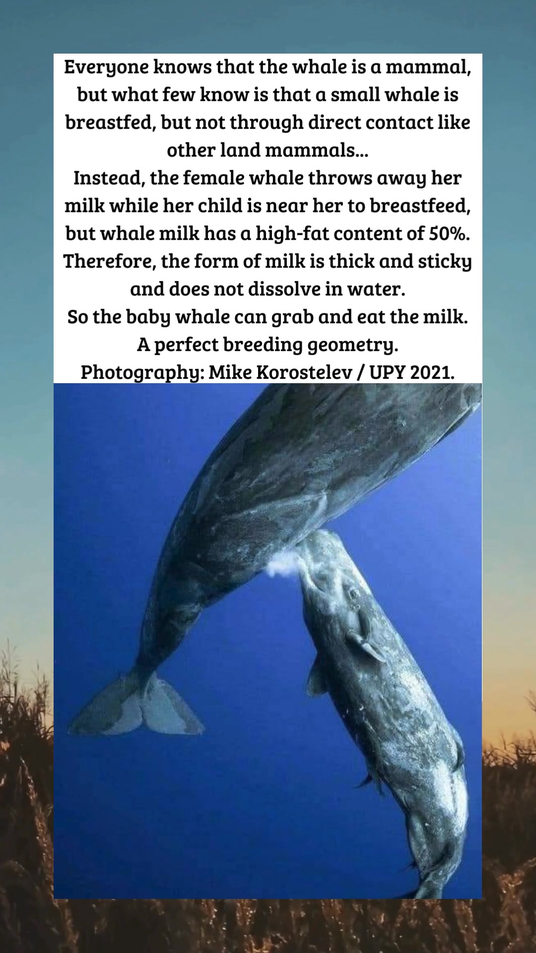 How Baby Whales Drink Milk Underwater 🐋 | Kaela Bechtelar | Facebook