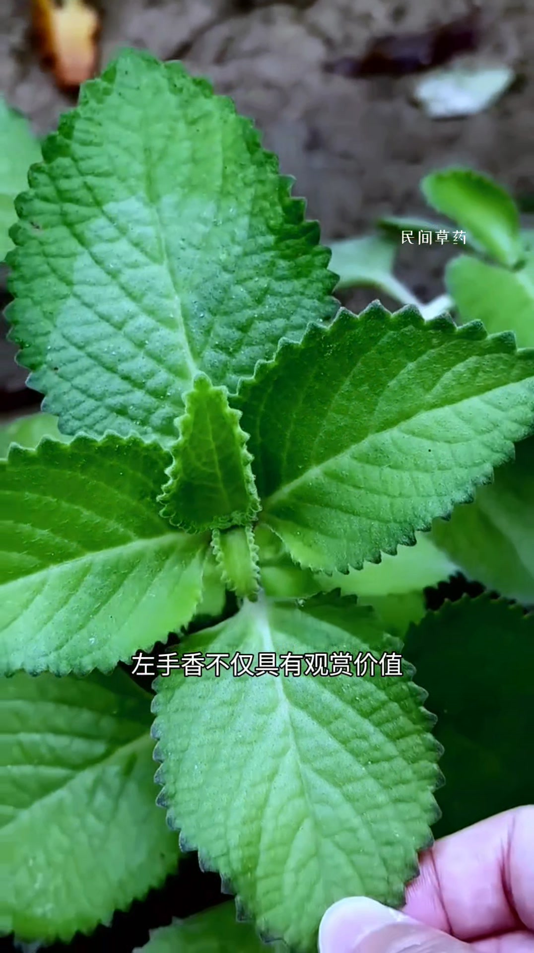 被蚊子叮咬后，取其叶汁涂抹红肿处可止痒消肿，皮肤炎、湿疹、皮肤干裂等，也有一定的杀菌效果 | 民间草药 | Facebook