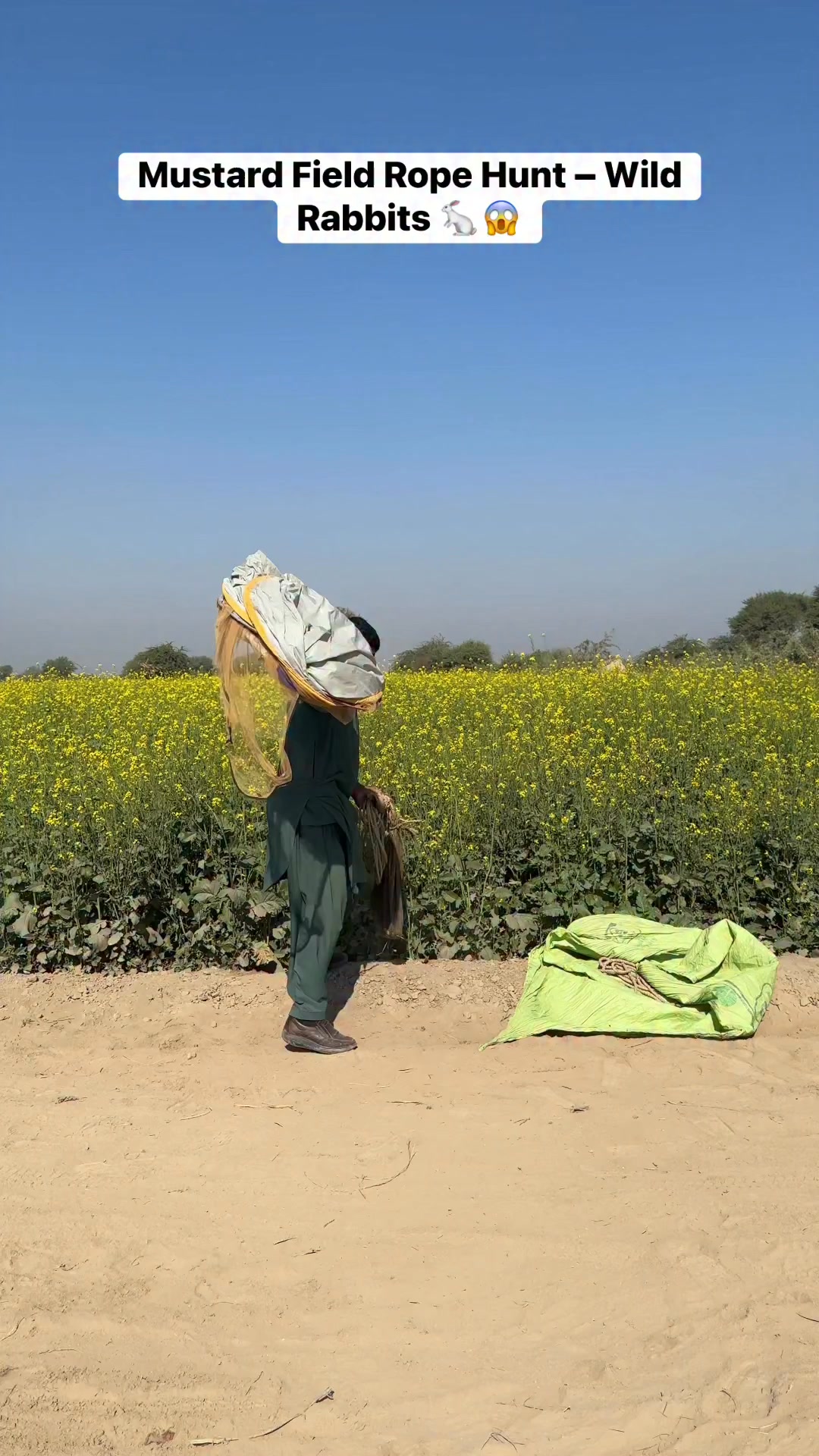 Mustard Field Rope Hunt – Wild Rabbits 🐇😱 #rabbit #bunny #farming # ...