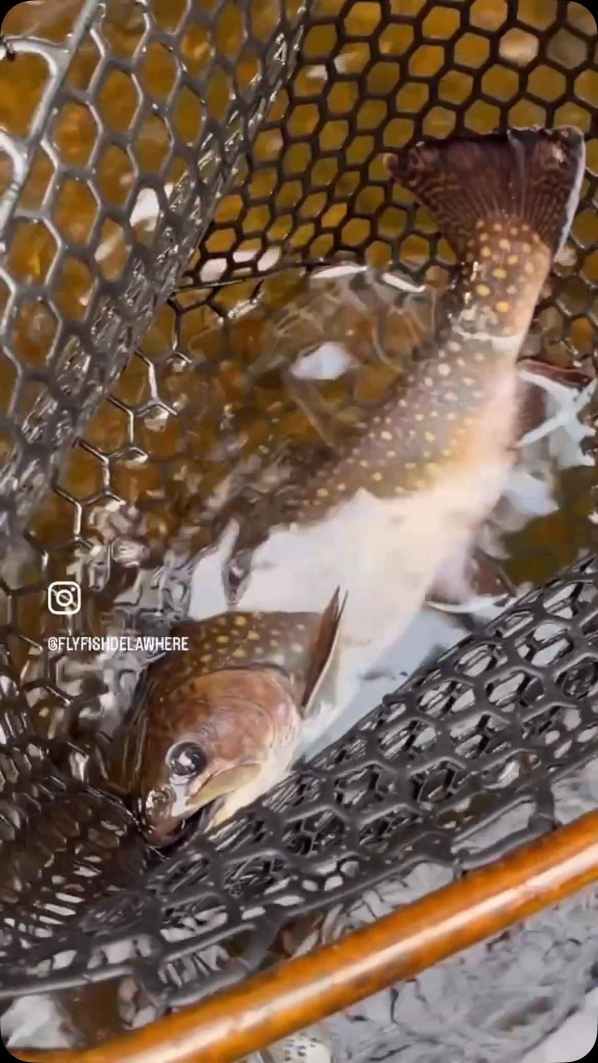 bradys fly fishing nets Rising Brookie Net Package Ember / Clear Bag The Brookie Net Package pairs our most popular trout net with both handle lengths Fly Fishing for Wild Brown