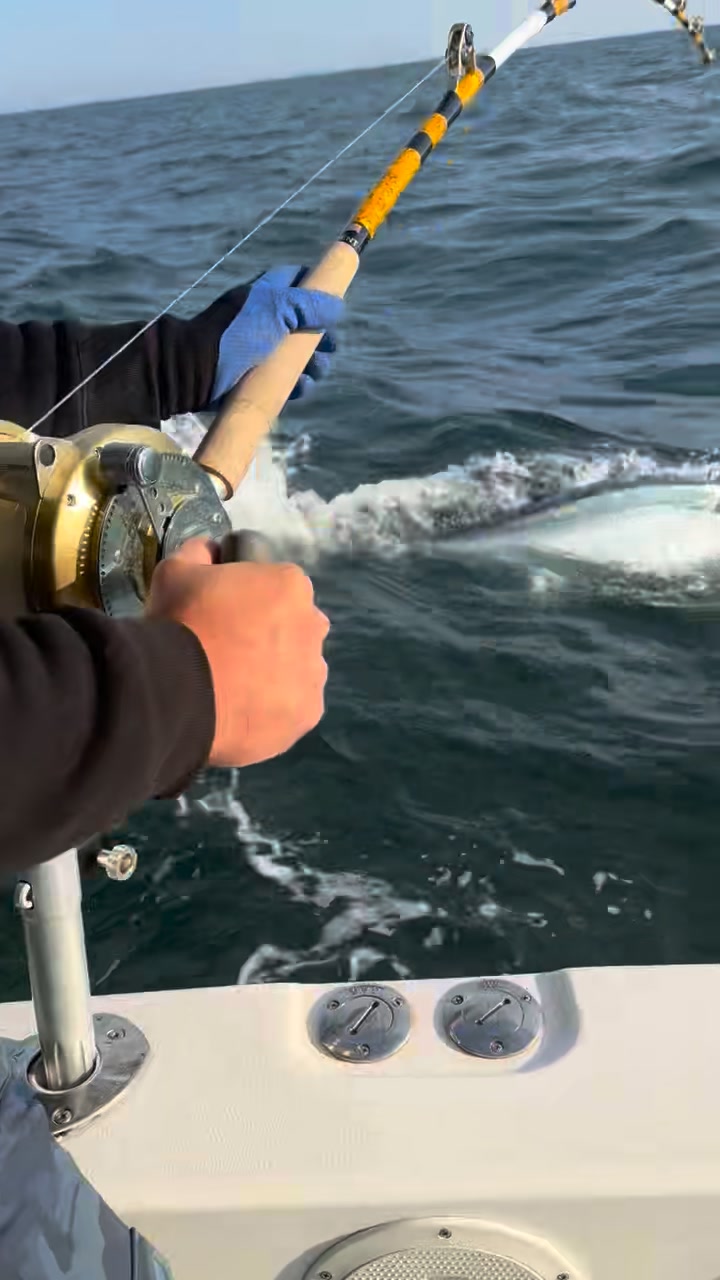 40ft giging pole for tuna fishing GIANT KILLING PG JIGGING  Major Craft America durable aluminum pole designed for serious flounder giggingwhether youre wading or working from the boat Major Craft Giant Killing Tuna