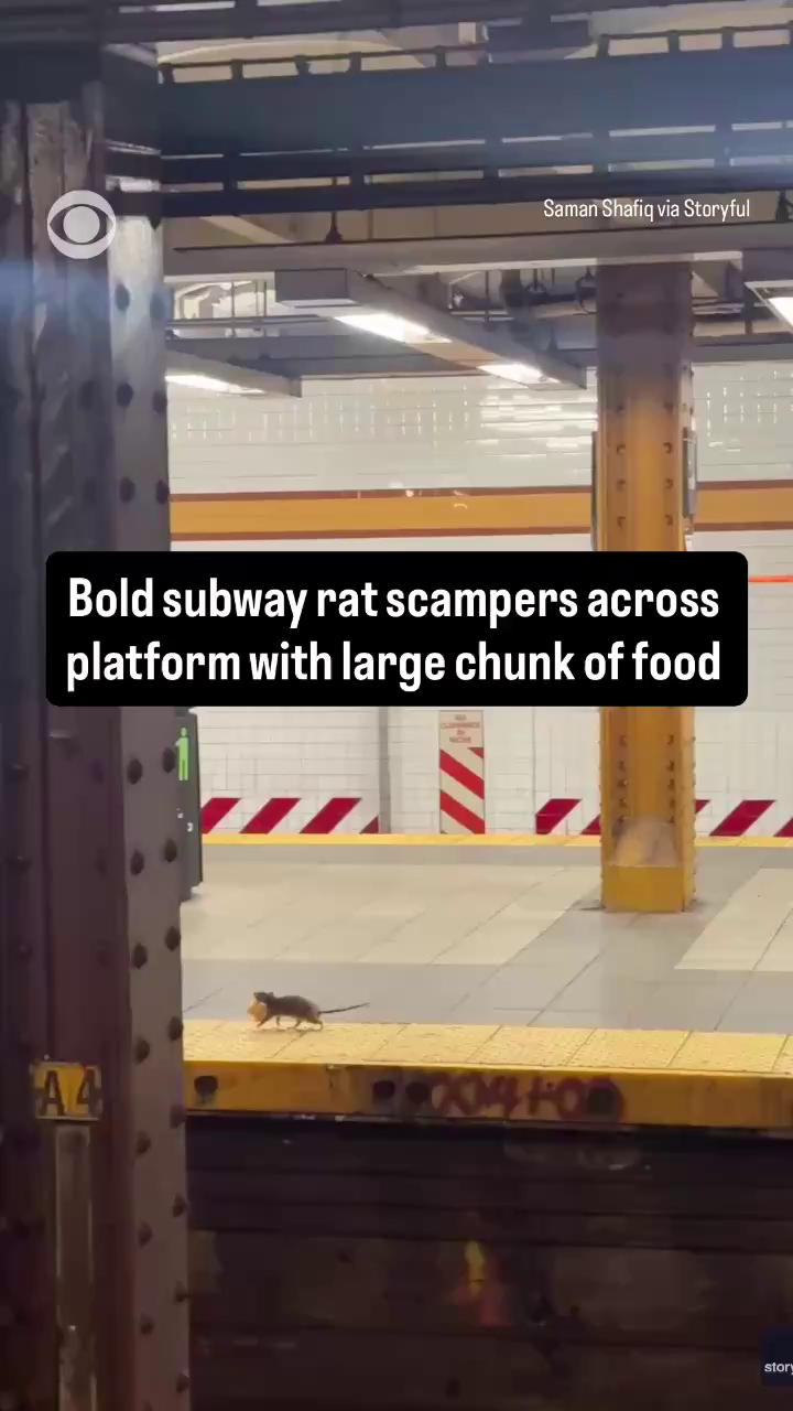New Yorkers looked on amused as a rat scampered across a subway ...