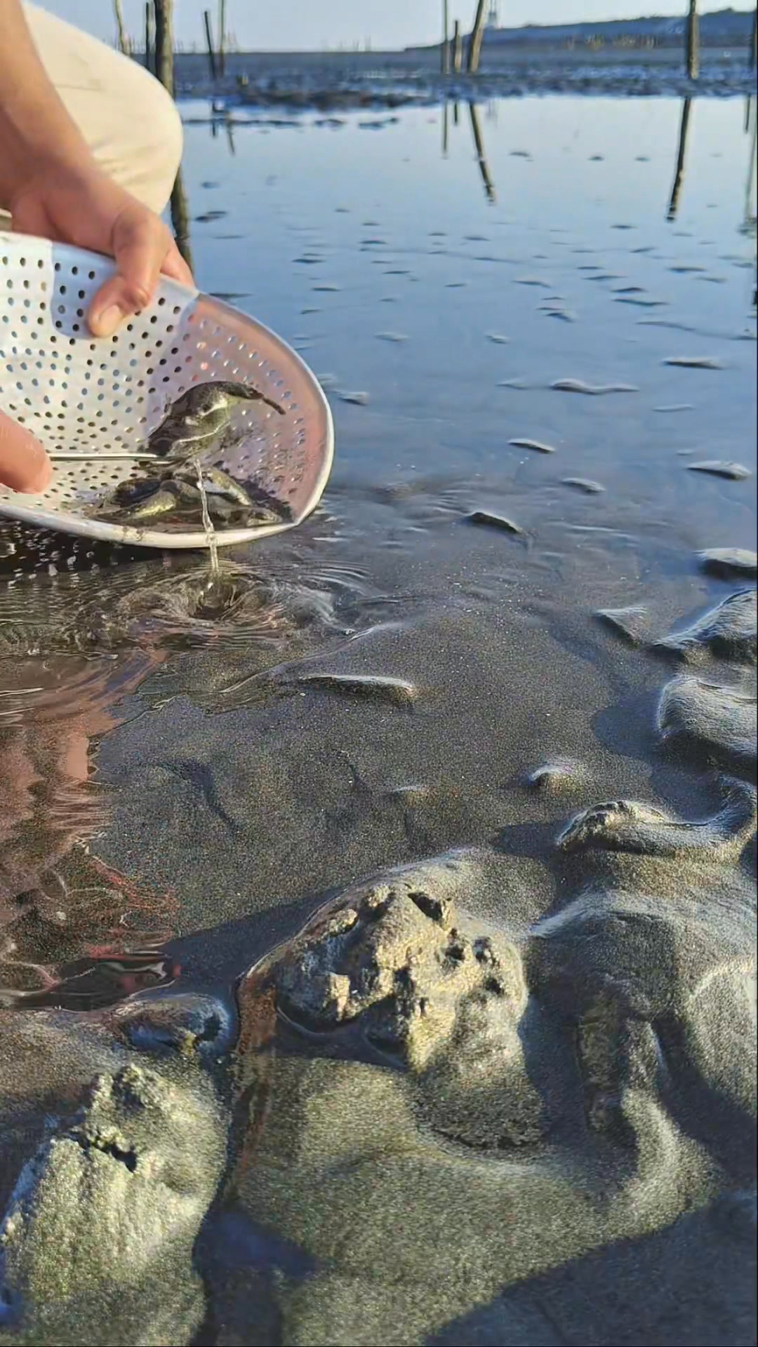 Mini Shovel + Hidden Sand = Dozen Pupper Fish | Ser Ron | Facebook