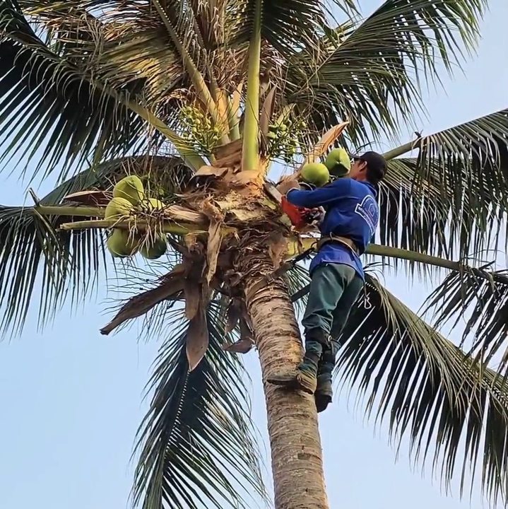 Amazing talent skill man with climbing and cutting coconut tree stand ...