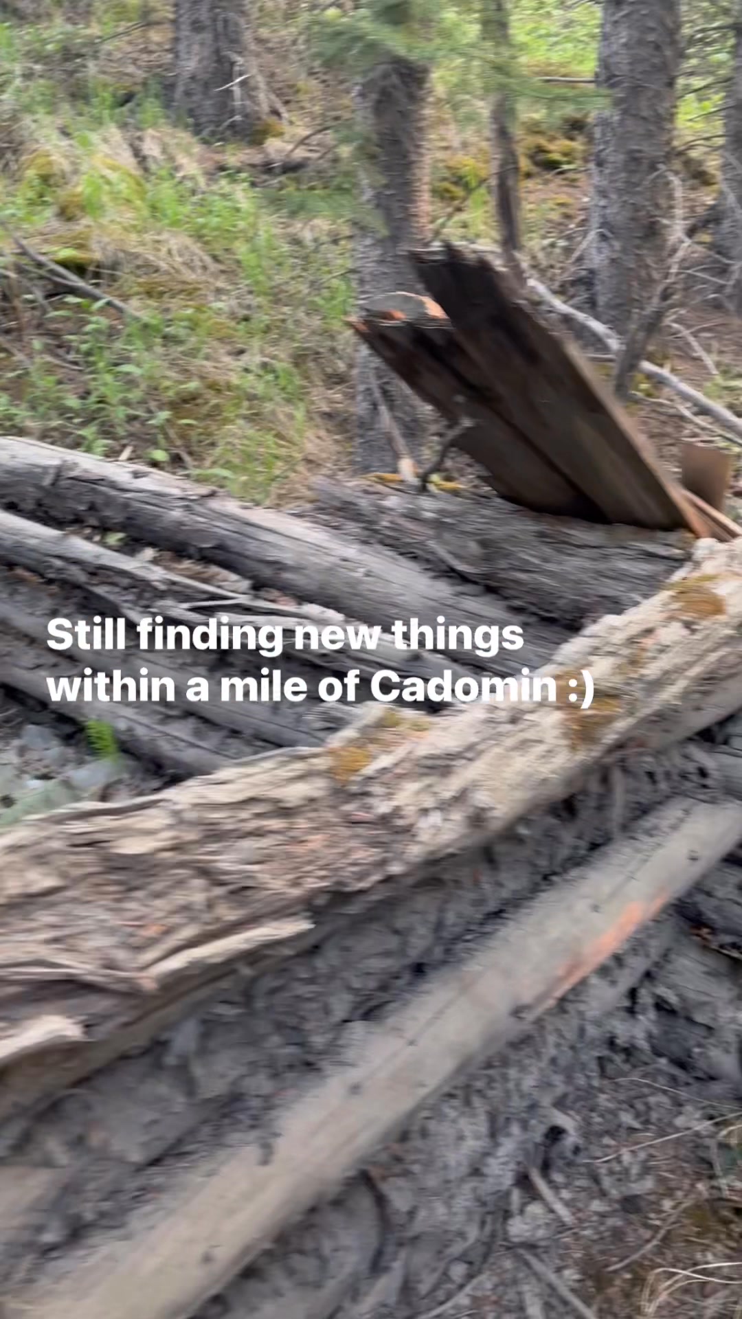Rustic surprises this morning - southwest of the Cadomin mine shaft ...