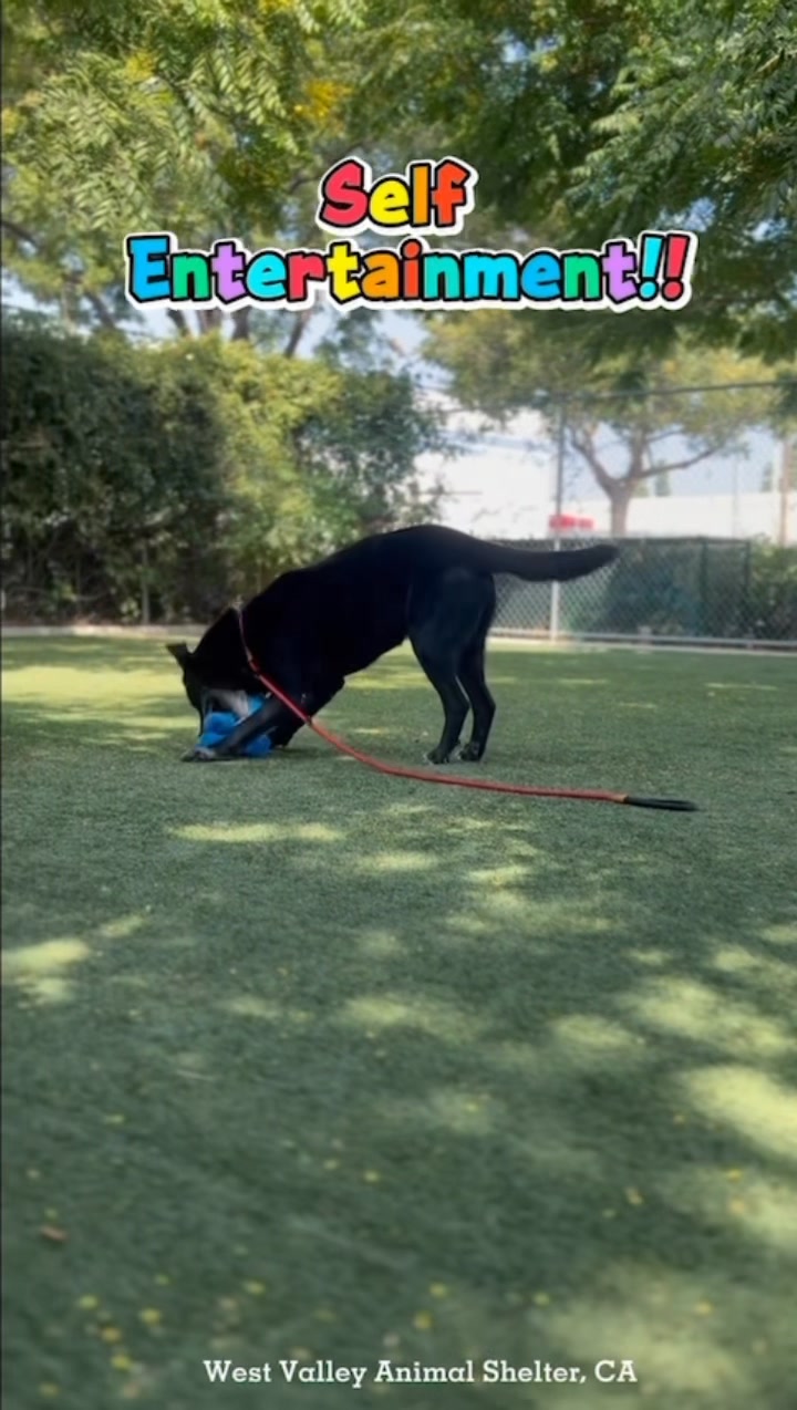 RIP SHADOW 💔🌈 UPDATE: SHADOW GOT AN EXTENSION ON HIS DEADLINE! HE NOW ...