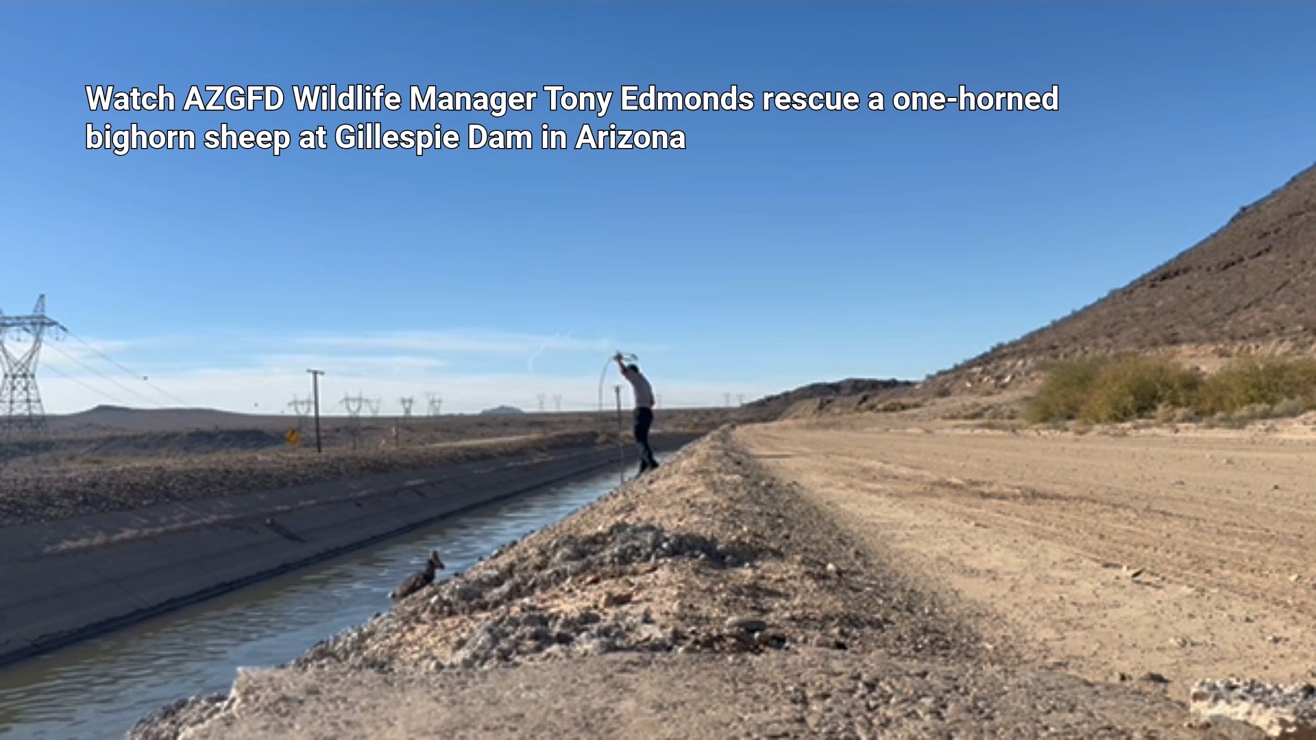 This is what we do! Wildlife Manager Tony Edmonds rescued a one-horned ...
