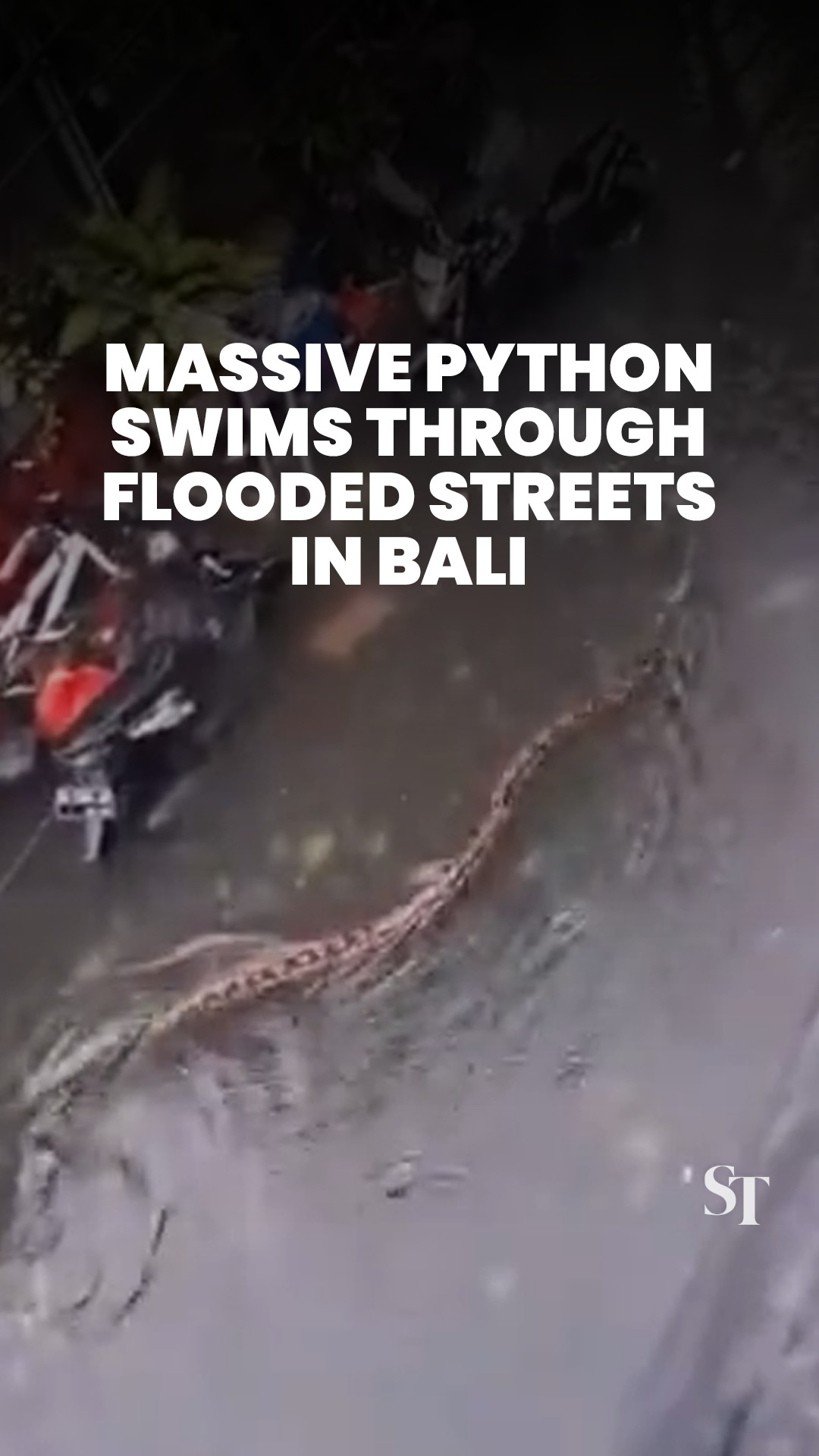 A huge python was spotted swimming through Bali’s streets after flash ...