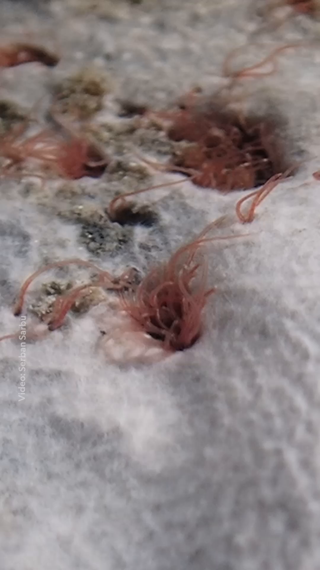These worms (Tubifex tubifex) are found in the Sulfur Cave, located ...