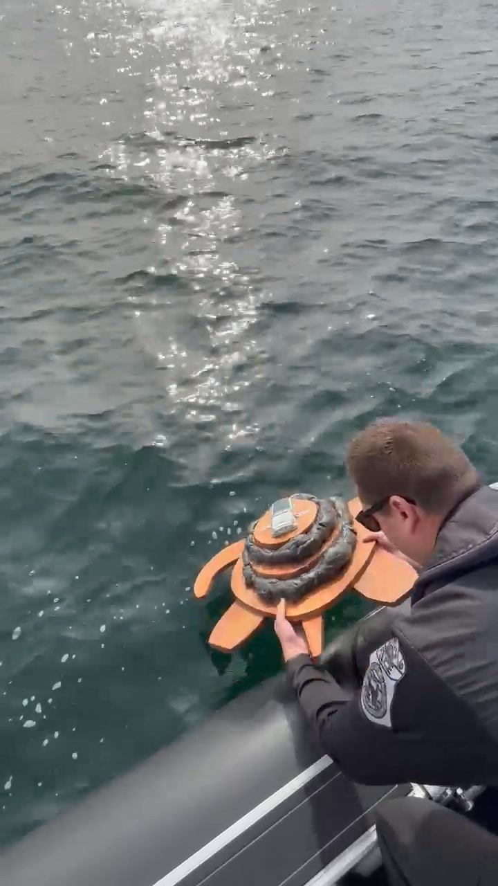 🚨 Pablo the Turtle is BACK IN THE WATER! 🌊 The Scituate Police ...