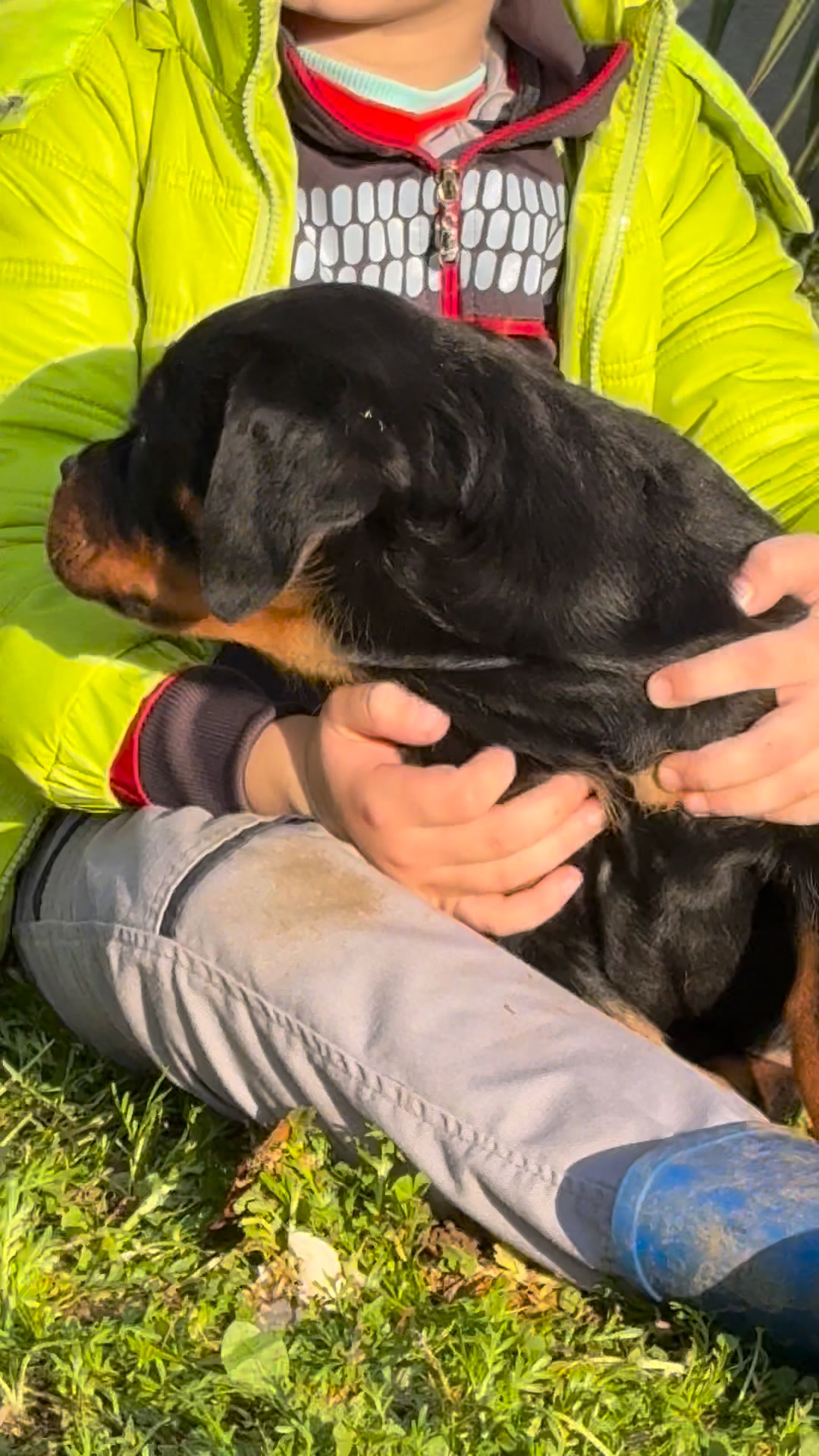 🥰TK'S MONTANA - 2m old female😍😍 Dad: Multi Ch Kong vom Daniel Rott Mom ...