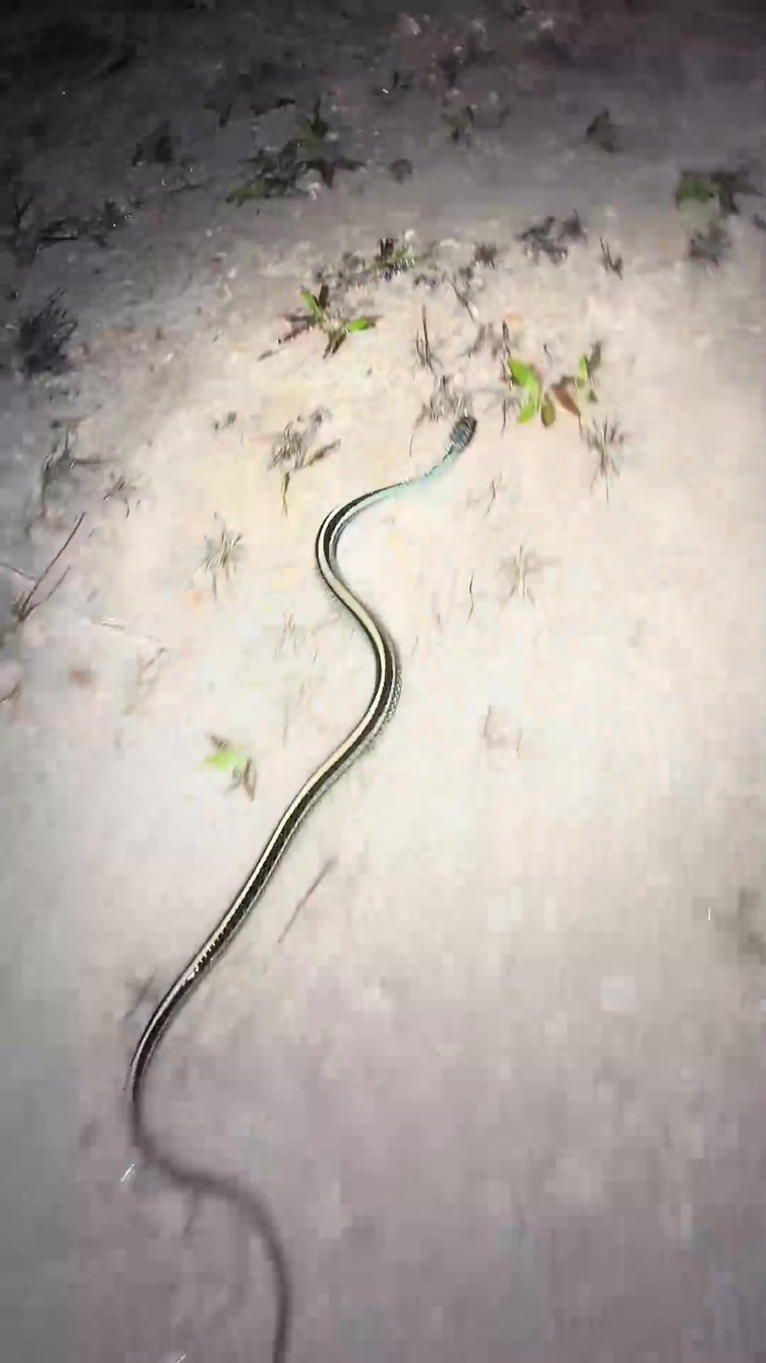 Still looking for that 20 foot Burmese python! ##snake#fyp#foryou# ...