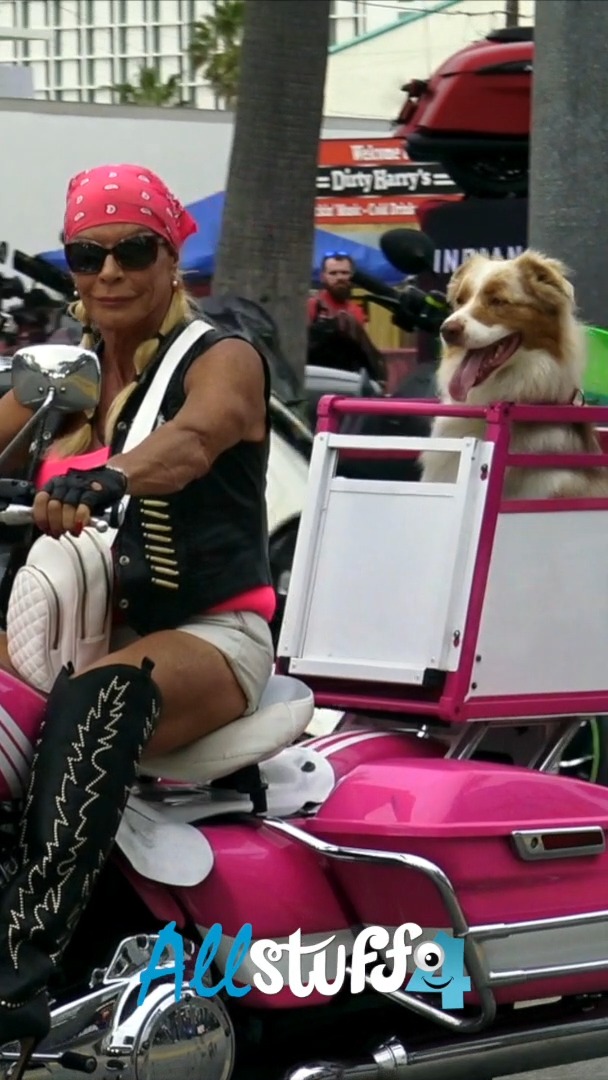 Pink Motorcycle & Australian Shepherd Dog | Daytona Bike Week