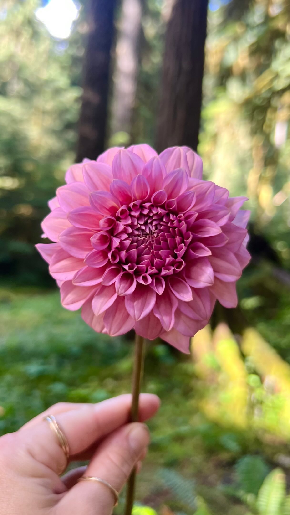 ダイアミン、モンテベルデ、vinta　15色まとめ売り Dahlia varieties lee's swiss miss and levi's bubblegum