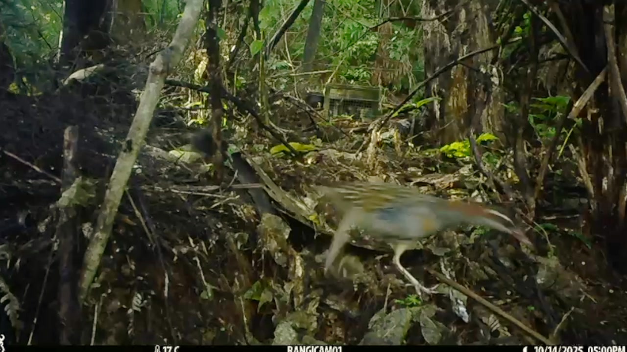 Trailcams tell it like it is. Pro-Trapper Izzie Birnie's clips from ...