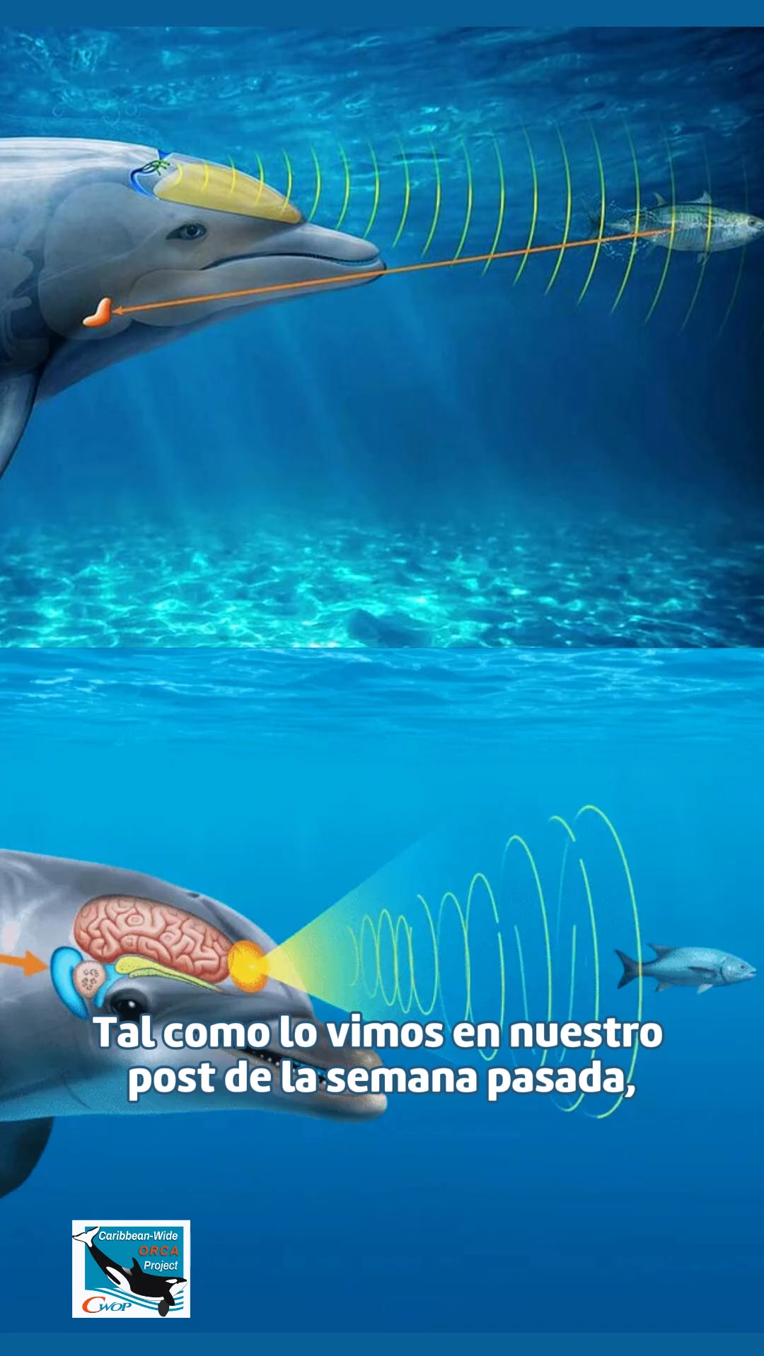 Caribbean-Wide Orca Project