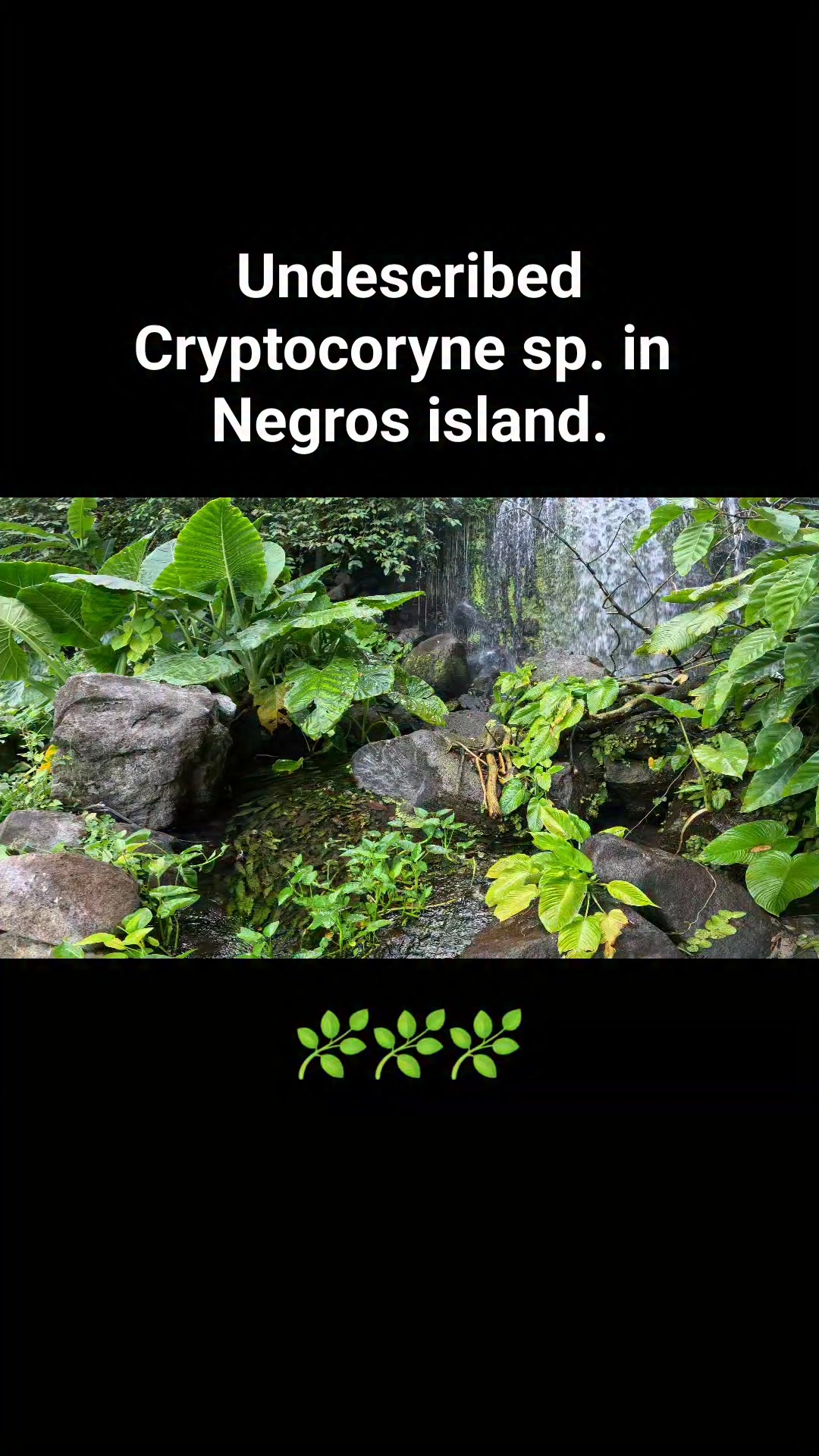 Undescribed Cryptocoryne sp. in Negros island. | Aquascaping