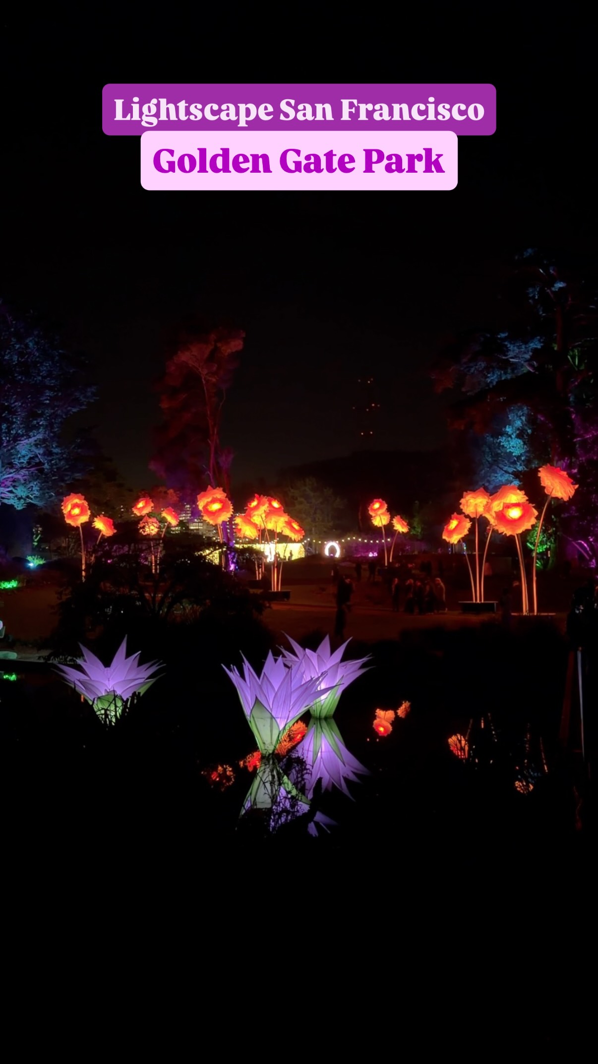 Golden Gate Park's 'Entwined' light installation by Charles Gadeken