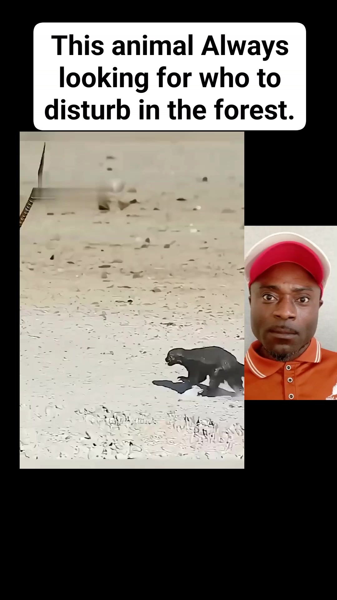 This animal dey find trouble like say na hobby. Meet the most ...