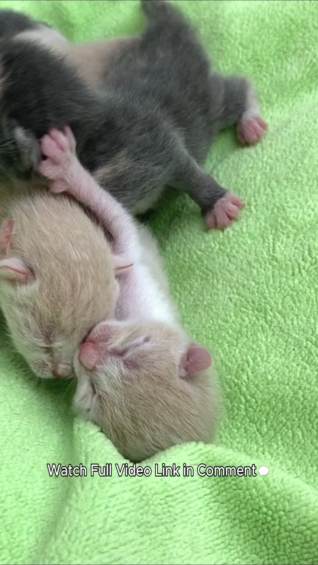 Curated visual reference: Gallery Detail: Hungry Newborn Kittens Cry For Mom Adorable Baby Kittens Meowing
