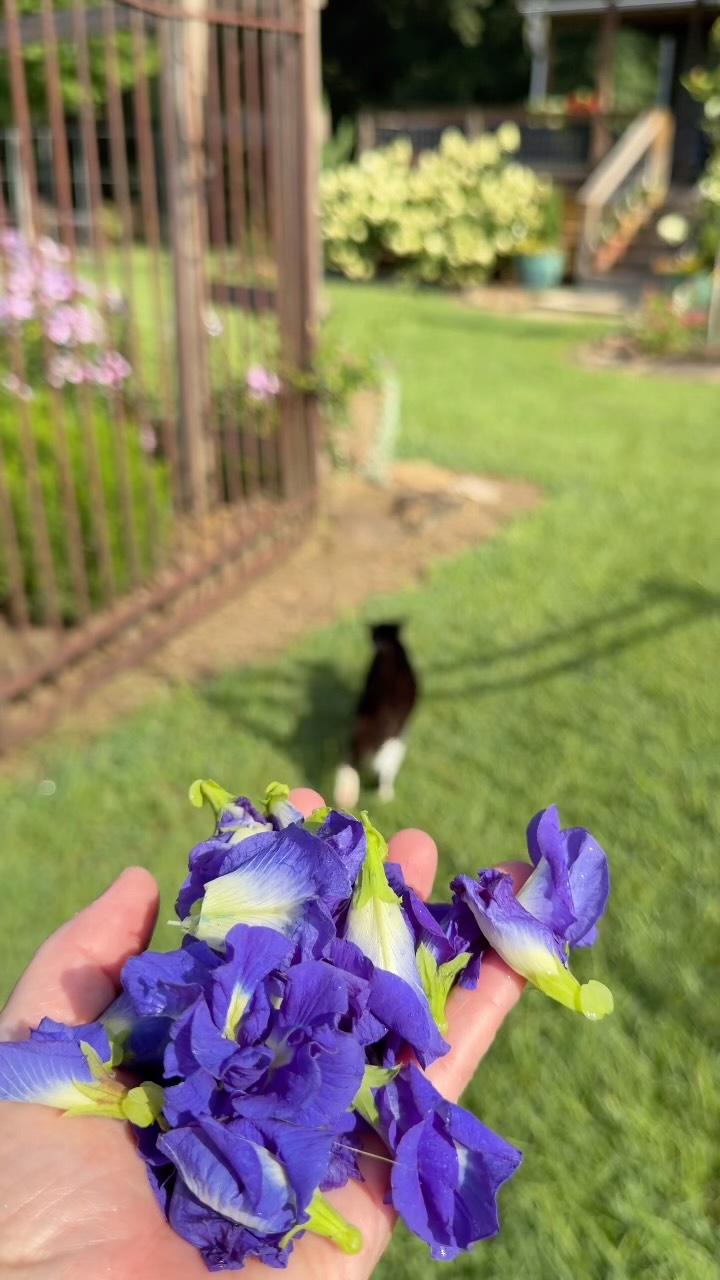 Harvest some Blue Butterfly Pea with me! 🦋👩🏼‍🌾 #gardening
