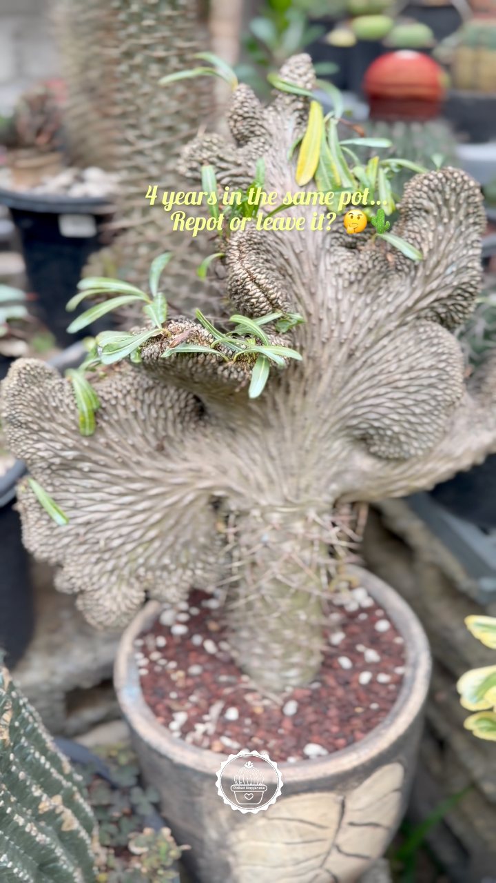Ceratostema loucianae is one of those plants that keeps getting